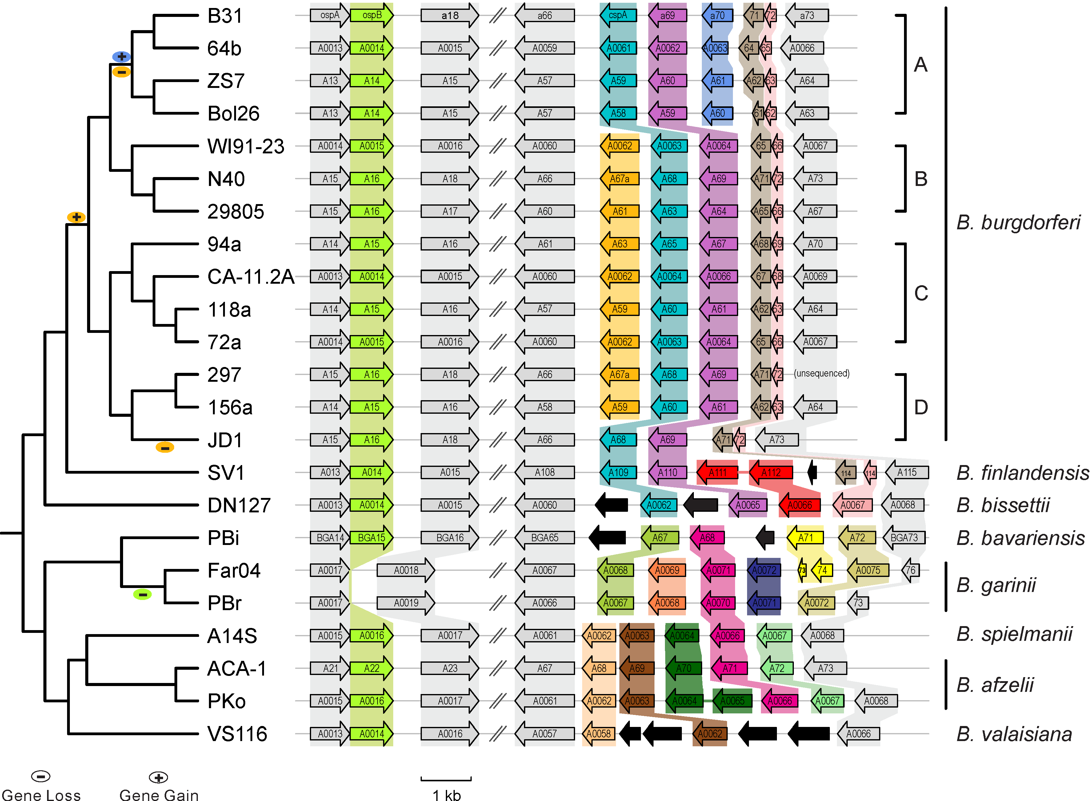 Gains & losses of host-defense genes among Lyme pathogen genomes (Qiu & Martin 2014)