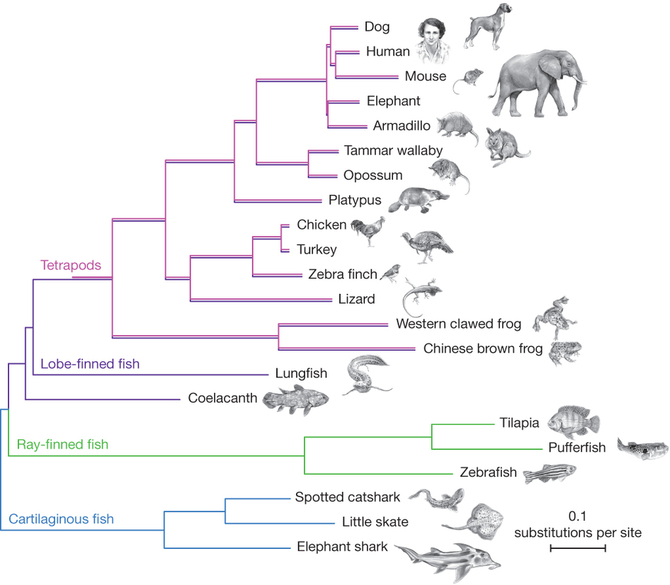 Coelacanth-phylogeny.jpg