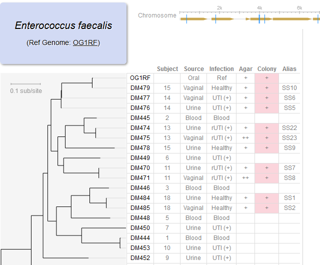 E faecalis genome browser (with Morales Lab @WCMC)